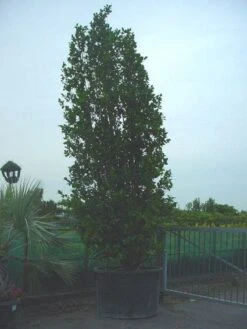 Camelia (Camellia, Rose)