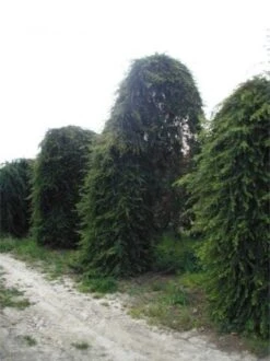 Treurceder (Cedrus Deodara 'Pendula') -Directplant Winkel 20120220142152 13 1