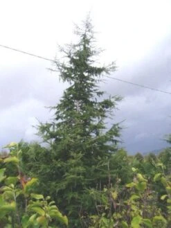 Libanonceder (Cedrus Libani) 11 Libanonceder (Cedrus Libani) -Directplant Winkel 20120220143307 17 1