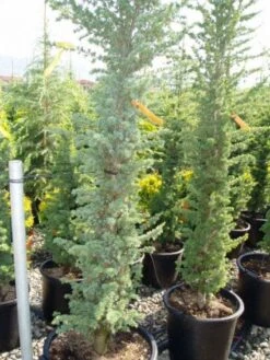 Zuilvormige Ceder (Cedrus Libani 'Fastigiata') -Directplant Winkel 20120220143513 10