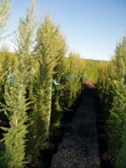 Zuilvormige Ceder (Cedrus Libani 'Fastigiata') -Directplant Winkel 20120220143559 11