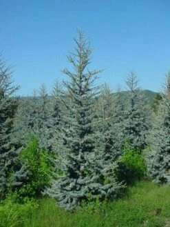 Atlasceder (Cedrus Libani 'Glauca') 15 Atlasceder (Cedrus Libani 'Glauca') -Directplant Winkel 20120220143808 23