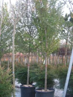 Judasboom (Cercis Siliquastrum) -Directplant Winkel 20120220144824 10