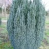 Cypres (Chamaecyparis Lawsoniana 'Ellwoodii') -Directplant Winkel 20120220145022 6 1