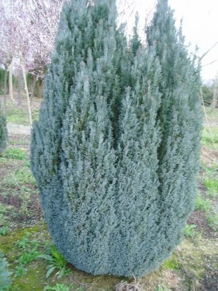 Cypres (Chamaecyparis Lawsoniana 'Ellwoodii') 3 Cypres (Chamaecyparis Lawsoniana 'Ellwoodii')