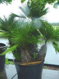 Dwergpalm (Chamaerops Humilis 'Vulcano') 9 Dwergpalm (Chamaerops Humilis 'Vulcano') -Directplant Winkel 20120220145217 8 1