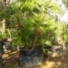 Dwergpalm (Chamaerops Humilis 'Vulcano') -Directplant Winkel 20120220145239 8