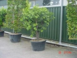 Kumquat (Citrus Kumquat) -Directplant Winkel 20120220145934 7