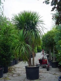 Cordyline (Cordyline Australis) -Directplant Winkel 20120220150047 8