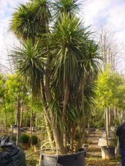 Cordyline (Cordyline Australis) -Directplant Winkel 20120220150143 8