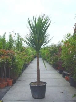 Cordyline (Cordyline Australis) -Directplant Winkel 20120220150220 8 1
