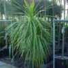 Cordyline (Cordyline Australis) 2 Cordyline (Cordyline Australis) -Directplant Winkel 20120220150255 8