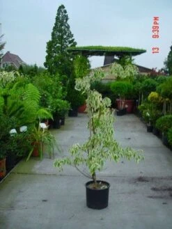 Reuzenkornoelje (Cornus Controversa 'Variegata') -Directplant Winkel 20120220150500 7