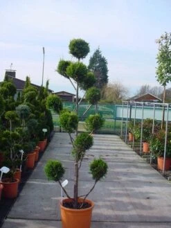 Cupressocyparis Als Bonsai (Cupressocyparis Leylandii 'Castlewellan Gold' ) -Directplant Winkel 20120220151242 7