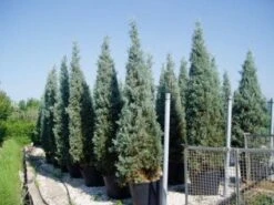 Cipres (Cupressus Arizonica 'Glauca') -Directplant Winkel 20120220152108 13