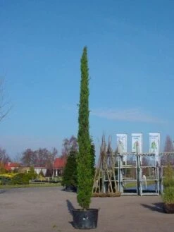 Italiaanse Cypres (Cupressus Sempervirens 'Stricta') 24 Italiaanse Cypres (Cupressus Sempervirens 'Stricta') -Directplant Winkel 20120220154131 15 1