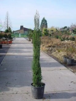 Italiaanse Cypres (Cupressus Sempervirens 'Stricta') 26 Italiaanse Cypres (Cupressus Sempervirens 'Stricta') -Directplant Winkel 20120220154241 15 1
