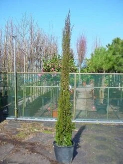 Italiaanse Cypres (Cupressus Sempervirens 'Stricta') 23 Italiaanse Cypres (Cupressus Sempervirens 'Stricta') -Directplant Winkel 20120220154311 15