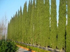 Italiaanse Cypres (Cupressus Sempervirens 'Stricta') 27 Italiaanse Cypres (Cupressus Sempervirens 'Stricta') -Directplant Winkel 20120220154406 15