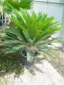 Cycaspalm (Cycas Revoluta) -Directplant Winkel 20120220154549 5 1