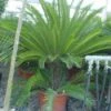 Cycaspalm (Cycas Revoluta) -Directplant Winkel 20120220154616 5