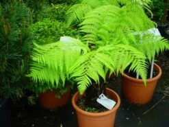 Grote Boomvaren (Dicksonia Antarctica) -Directplant Winkel 20120220154826 11 1 1