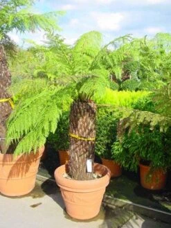 Grote Boomvaren (Dicksonia Antarctica) -Directplant Winkel 20120220154943 11 1 1