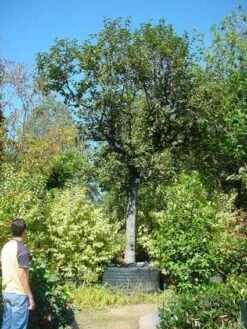 Kaki (Diospyros Kaki) -Directplant Winkel 20120220155112 8