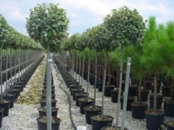 Olijfwilg Als Boom (Elaeagnus Pungens 'Maculata') -Directplant Winkel 20120220160404 8