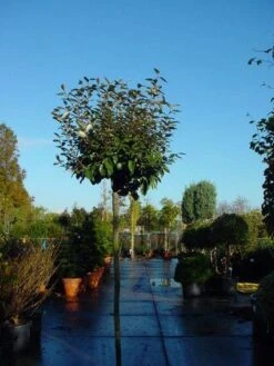 Olijfwilg Als Boom (Elaeagnus Pungens 'Maculata') -Directplant Winkel 20120220160432 8