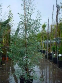 Winterharde Gomboom (Eucalyptus Gunnii) -Directplant Winkel 20120220160905 5