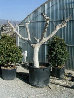 Vijg Als Solitair (Ficus Carica) -Directplant Winkel 20120220162113 7 1