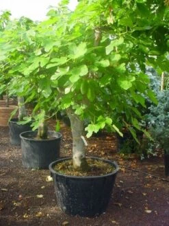 Vijg Als Solitair (Ficus Carica) -Directplant Winkel 20120220162214 7 1