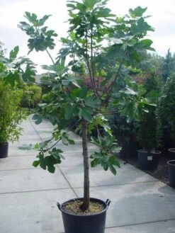 Vijg Op Stam (Ficus Carica) -Directplant Winkel 20120220162301 8 1