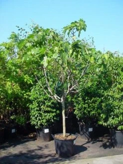 Vijg Op Stam (Ficus Carica) -Directplant Winkel 20120220162356 8 1
