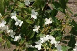 Sneeuwbal (Viburnum Plicatum 'Watanabe') 12 Sneeuwbal (Viburnum Plicatum 'Watanabe') -Directplant Winkel 20120221135107 8