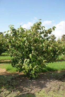 Japanse Sneeuwbal (Viburnum Plicatum 'Tomentosum') -Directplant Winkel 20120221140619 6