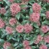 Skimmia (Skimmia Japonica 'Rubella') -Directplant Winkel 20120221150712 8 2