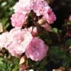 Stamroos (Rosa 'The Fairy') -Directplant Winkel 20120221151603 1