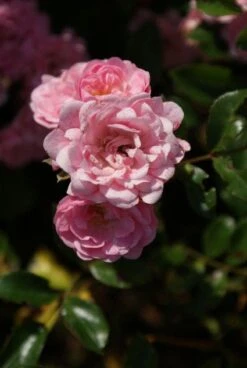 Stamroos (Rosa 'The Fairy') -Directplant Winkel 20120221151624 1