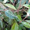 Olijfwilg Op Stam (Elaeagnus Ebbingei) -Directplant Winkel 20120225092925 3