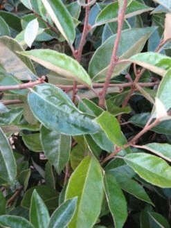 Olijfwilg Als Leivorm (Elaeagnus Ebbingei) -Directplant Winkel 20120225093026 2
