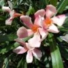 Roze Oleander (Nerium Oleander)