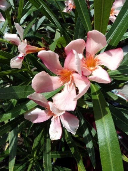 Roze Oleander (Nerium Oleander) 3 Roze Oleander (Nerium Oleander)