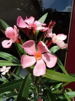 Oleander Als Leivorm (Nerium Oleander) -Directplant Winkel 20120225093200 1 2