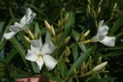 Oleander Als Boom (Nerium Oleander) -Directplant Winkel 20120225093305 5