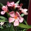 Oleander Als Boom (Nerium Oleander) 2 Oleander Als Boom (Nerium Oleander) -Directplant Winkel 20120225093326 5 1
