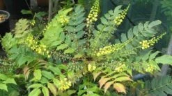 Mahoniestruik (Mahonia Media 'Winter Sun') -Directplant Winkel 20120225093859 11