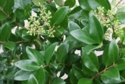 Liguster (Ligustrum Japonicum 'Texanum')