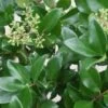 Liguster (Ligustrum Japonicum 'Texanum') -Directplant Winkel 20120225094350 7